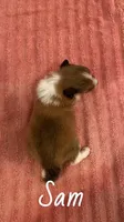 Daisy, a female Shetland Sheepdog for sale in McDade, TX – 3 of 3