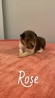 Rose, a female Shetland Sheepdog for sale in McDade, TX – 2 of 3