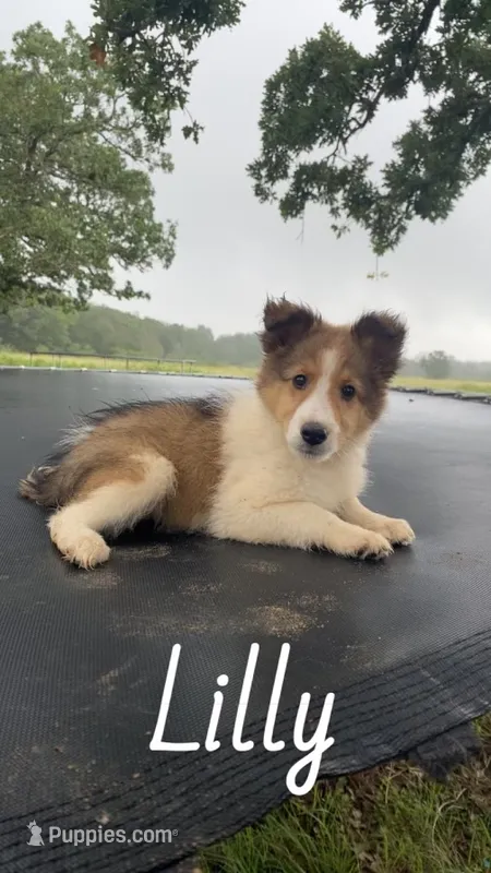 Lilly – Shetland Sheepdog puppy for sale in McDade, TX