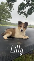 Lilly, a female Shetland Sheepdog for sale in McDade, TX – 1 of 10