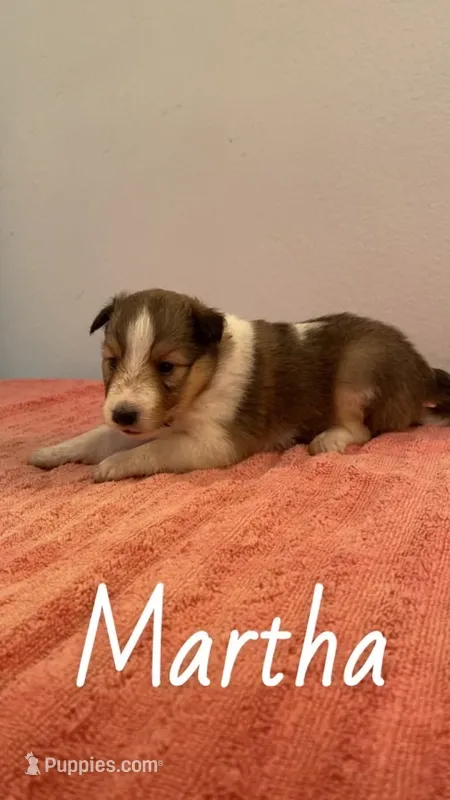 Martha – Shetland Sheepdog puppy for sale in McDade, TX
