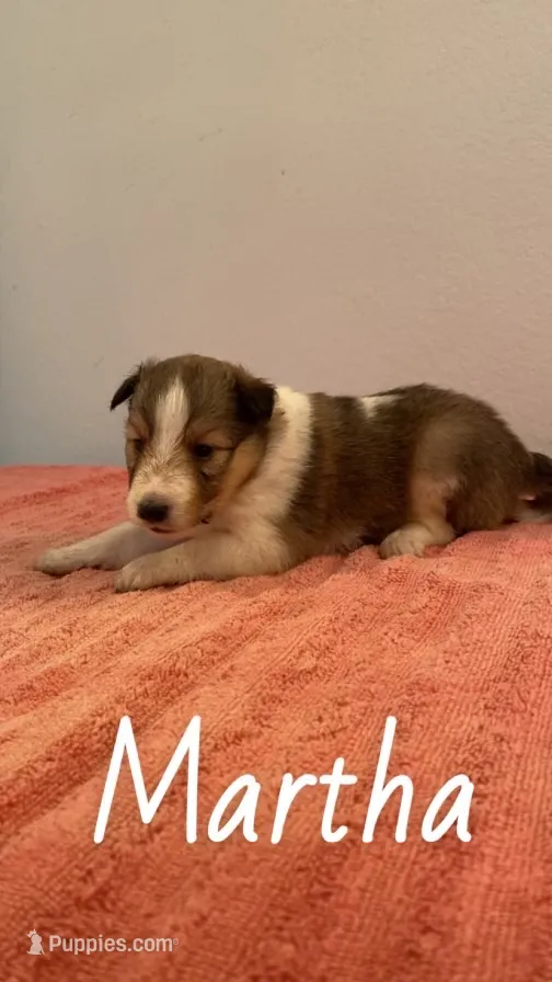 Martha, a female Shetland Sheepdog for sale in McDade, TX – 1 of 3