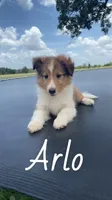 Arlo, a male Shetland Sheepdog for sale in McDade, TX – 2 of 10