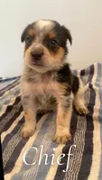 Chief, a male Australian Cattle Dog for sale in McDade, TX – 2 of 3
