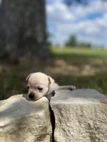 Coconut, a female Chihuahua for sale in McDade, TX – 2 of 2