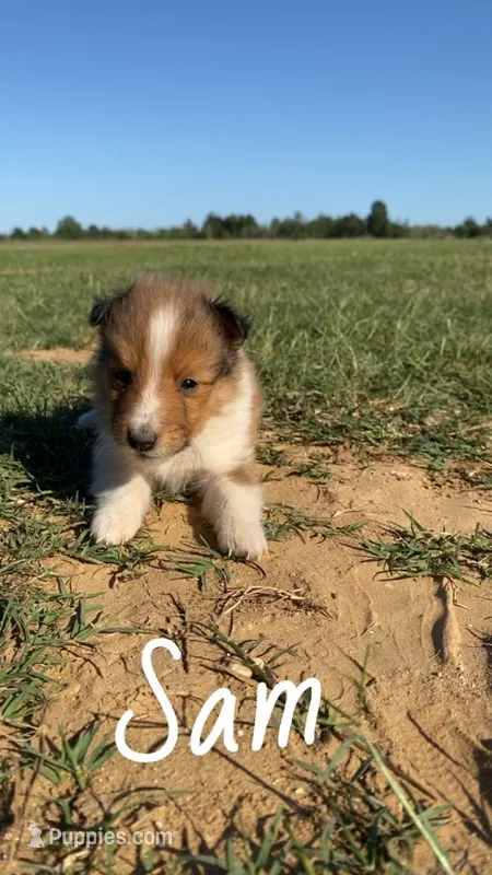 Sam – Shetland Sheepdog puppy for sale in McDade, TX