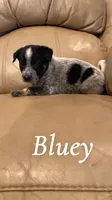 Bluey, a male Australian Cattle Dog for sale in McDade, TX – 2 of 6