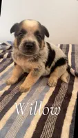 Willow, a female Australian Cattle Dog for sale in McDade, TX – 2 of 3