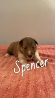Spencer, a male Shetland Sheepdog for sale in McDade, TX – 2 of 3