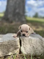 Snowflake, a female Chihuahua for sale in McDade, TX – 1 of 3