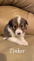 Tinker, a female Shetland Sheepdog for sale in McDade, TX – 2 of 7