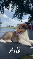 Arlo, a male Shetland Sheepdog for sale in McDade, TX – 3 of 10