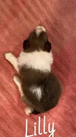 Lilly, a female Shetland Sheepdog for sale in McDade, TX – 2 of 3