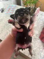 Patty, a female Chihuahua for sale in McDade, TX – 3 of 5