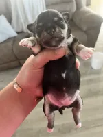 Patty, a female Chihuahua for sale in McDade, TX – 4 of 5