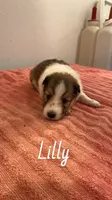 Lilly, a female Shetland Sheepdog for sale in McDade, TX – 1 of 3