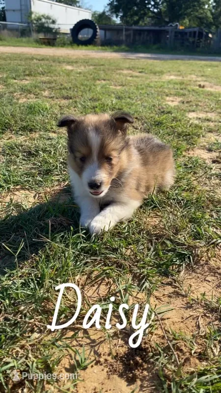 Daisy – Shetland Sheepdog puppy for sale in McDade, TX