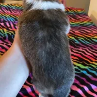 Duke, a male Shetland Sheepdog for sale in McDade, TX – Photo 5 of 5