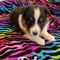 Duke, a male Shetland Sheepdog for sale in McDade, TX – Photo 1 of 5