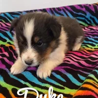 Duke, a male Shetland Sheepdog for sale in McDade, TX – Photo 2 of 5