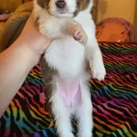 Duke, a male Shetland Sheepdog for sale in McDade, TX – Photo 4 of 5