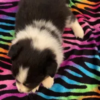 Duke, a male Shetland Sheepdog for sale in McDade, TX – Photo 3 of 5