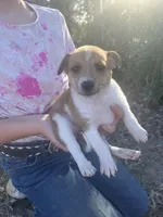 Stripe, a female Chihuahua for sale in McDade, TX – Photo 2 of 4