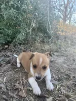 Stripe, a female Chihuahua for sale in McDade, TX – Photo 3 of 4