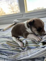 Stripe, a female Chihuahua for sale in McDade, TX – Photo 4 of 4