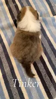 Tinker, a female Shetland Sheepdog for sale in McDade, TX – 2 of 3