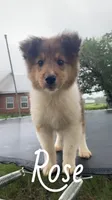 Rose, a female Shetland Sheepdog for sale in McDade, TX – 4 of 10