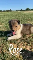Rose, a female Shetland Sheepdog for sale in McDade, TX – 6 of 10