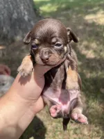 Coco Loco, a female Chihuahua for sale in McDade, TX – 2 of 4