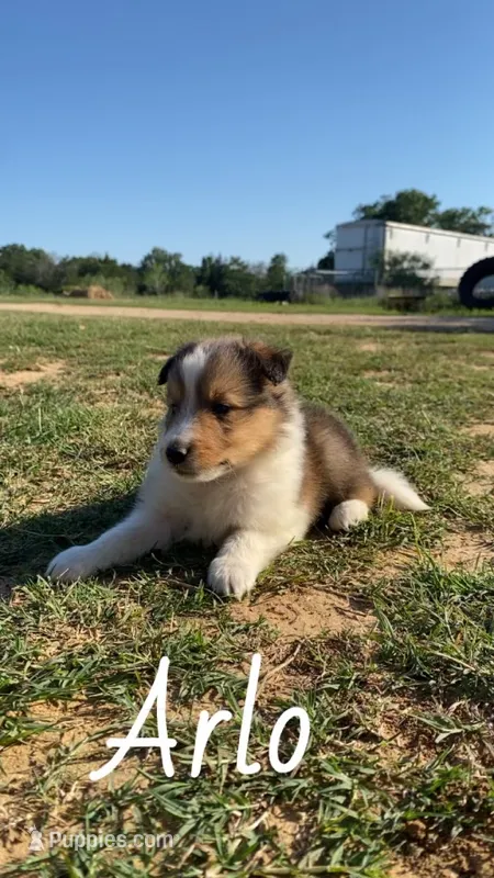 Arlo – Shetland Sheepdog puppy for sale in McDade, TX