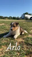 Arlo, a male Shetland Sheepdog for sale in McDade, TX – 5 of 10