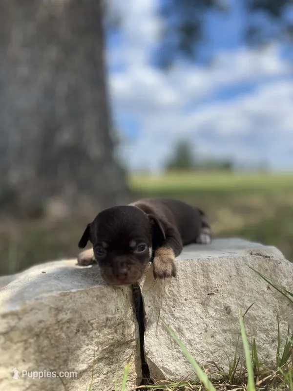 Coco Loco – Chihuahua puppy for sale in McDade, TX