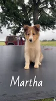 Martha, a female Shetland Sheepdog for sale in McDade, TX – 3 of 10
