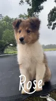 Rose, a female Shetland Sheepdog for sale in McDade, TX – 2 of 10