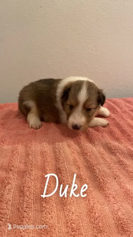 Duke – Shetland Sheepdog puppy for sale in McDade, TX