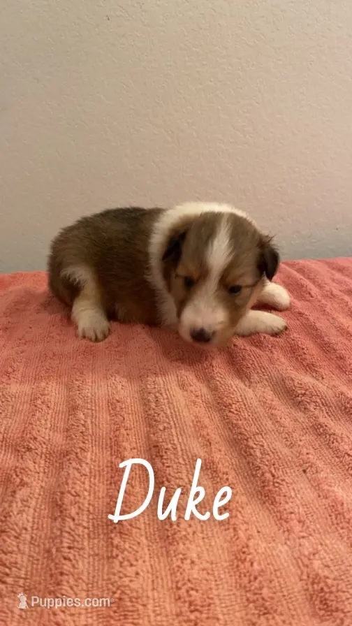 Duke, a male Shetland Sheepdog for sale in McDade, TX – 1 of 3