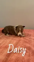 Daisy, a female Shetland Sheepdog for sale in McDade, TX – 1 of 3