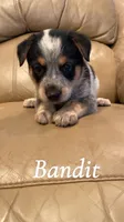 Bandit, a male Australian Cattle Dog for sale in McDade, TX – 2 of 6