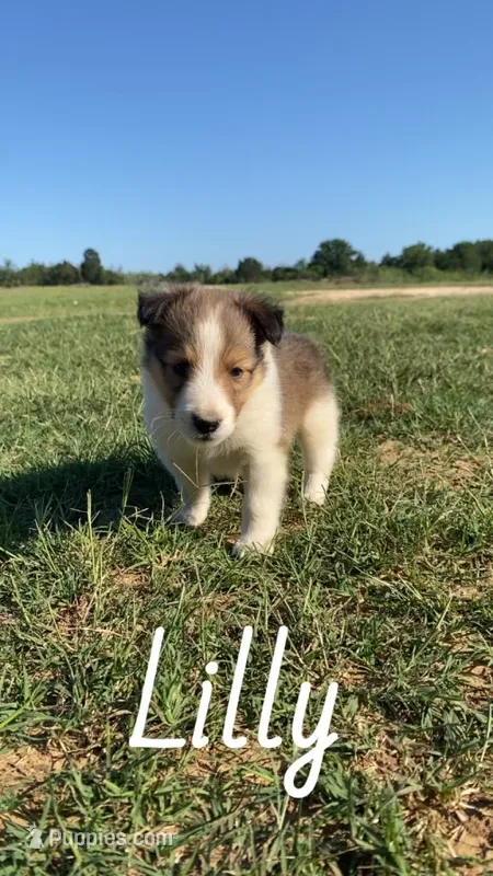 Lilly – Shetland Sheepdog puppy for sale in McDade, TX