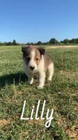 Lilly, a female Shetland Sheepdog for sale in McDade, TX – 4 of 10