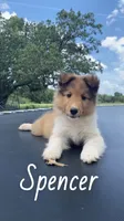 Spencer, a male Shetland Sheepdog for sale in McDade, TX – 2 of 10