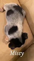Misty, a female Australian Cattle Dog for sale in McDade, TX – 3 of 7