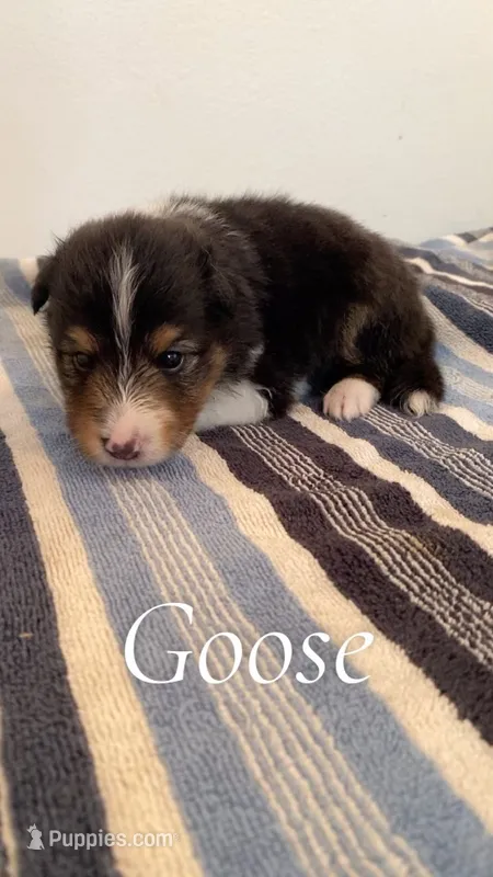 Goose – Shetland Sheepdog puppy for sale in McDade, TX