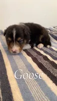 Goose, a male Shetland Sheepdog for sale in McDade, TX – 1 of 3