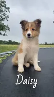 Daisy, a female Shetland Sheepdog for sale in McDade, TX – 4 of 10