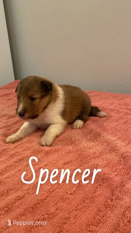 Spencer – Shetland Sheepdog puppy for sale in McDade, TX